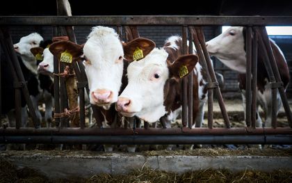 Ombudsman onderzoekt gevolgen overheidsbeleid voor boeren: „Veel en vaak veranderende regels”