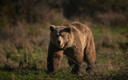 V Kanadi med napadom grizlija na šolski razred več ranjenih, štirje huje
