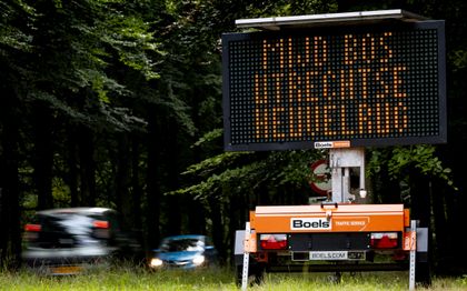 DNK-test potrdil, da je bil 'problematični volk' Bram ustreljen na Utrechtški Heuvelrug