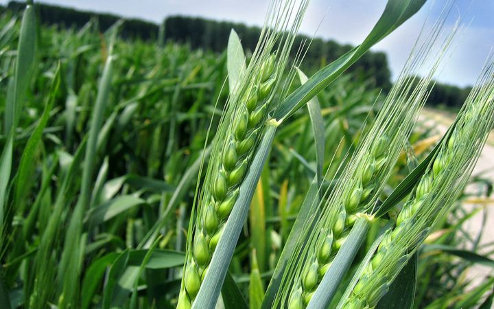 Groene, nog niet afgerijpte aren met tarwekorrels op een akker.