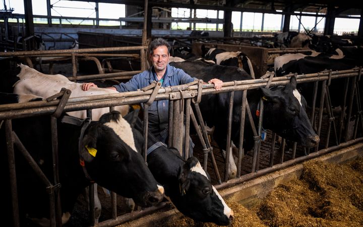 Boer in blauwe overal tussen zijn koeien.