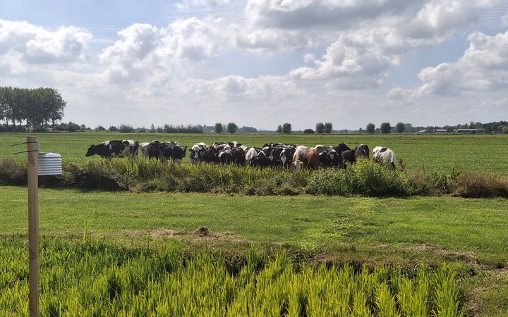 Op de voorgrond rijstplanten met de voetjes in het water; op de achtergrond kijken koeien toe.