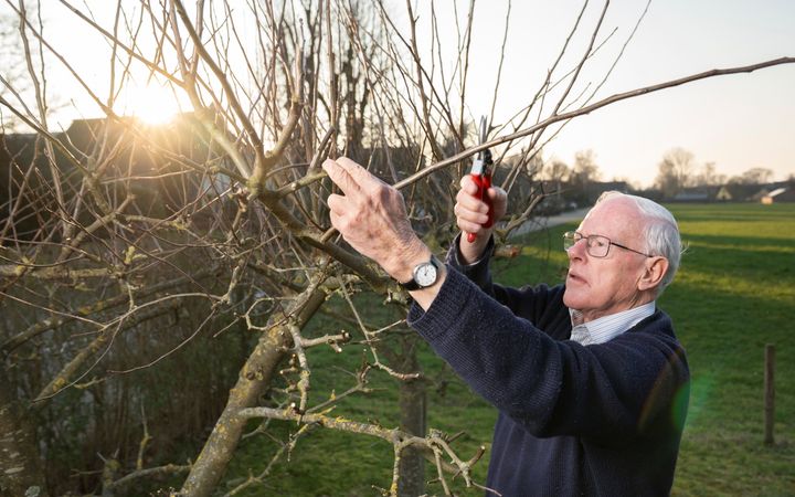 Een oudere man met lichtgrijs haar en een bril op snoeit takken van een struik.