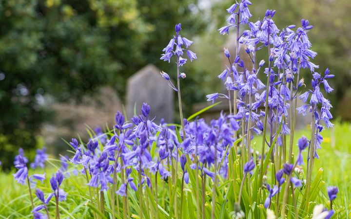 Blauwe bloemetjes in het gras met op de achtergrond een grafsteen.