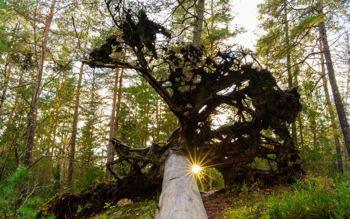 Omgevallen boom in het verder groene bos met zonlicht dat tussen de omhoogstaande wortels doordringt.