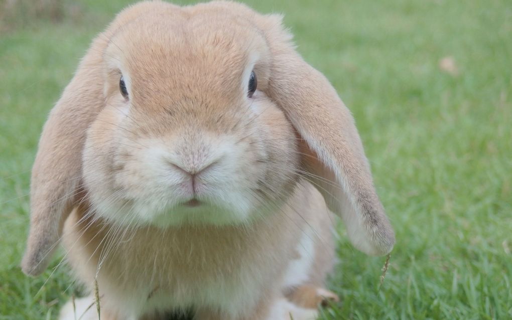 Volgens de nieuwe wet moeten dieren natuurlijk gedrag kunnen vertonen. beeld Unsplash