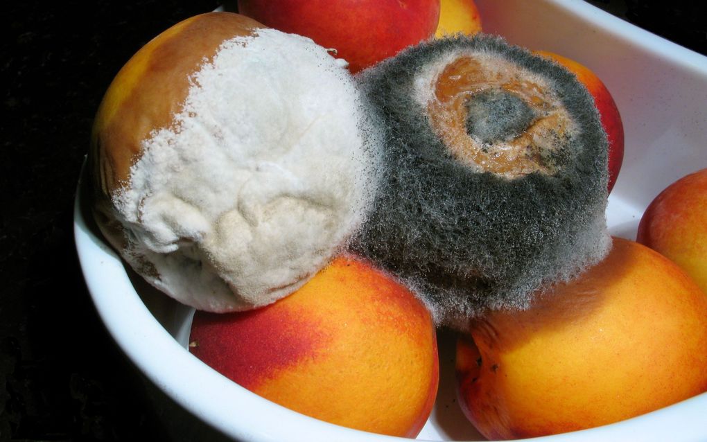 Schimmels hebben de neiging om organische stoffen af te breken. Een schaaltje overrijpe nectarines blijkt een uitstekende voedingsbodem. beeld Wikimedia