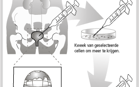 ROTTERDAM/LONDEN - Amerikaanse wetenschappers zijn er in geslaagd om in een laboratorium een blaas te kweken. De onderzoeksgroep verwacht dat niet alleen een nieuwe blaas, maar ook een nieuw hart, lever of bloedvat straks tot de mogelijkheden behoort. Bee