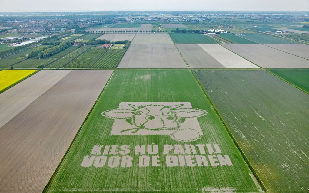 SCHIPHOL - De gigantische reclameboodschap van de Partij voor de Dieren (PvdD) op een graanveld nabij Schiphol, gezien vanuit de lucht. Foto ANP