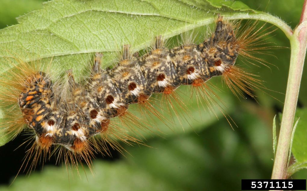 WAGENINGEN – De brandharen van de bastaardsatijnrups kunnen jeuk en irritatie aan huid en ogen geven, net als de haren van de eikenprocessierups. Foto Hungary Forest Research Institute