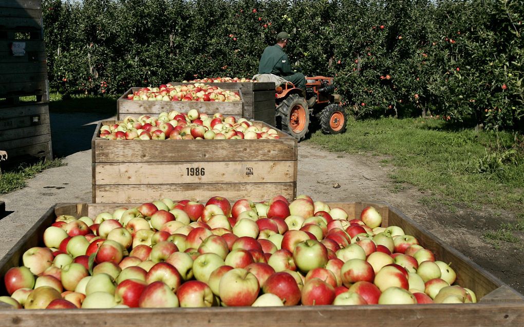 Israël gaat een aantal goederen weer toe in Gaza, onderandere fruit. Foto ANP