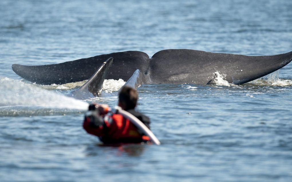 Wetenschappers eisen ban op walvisjacht. Foto EPA