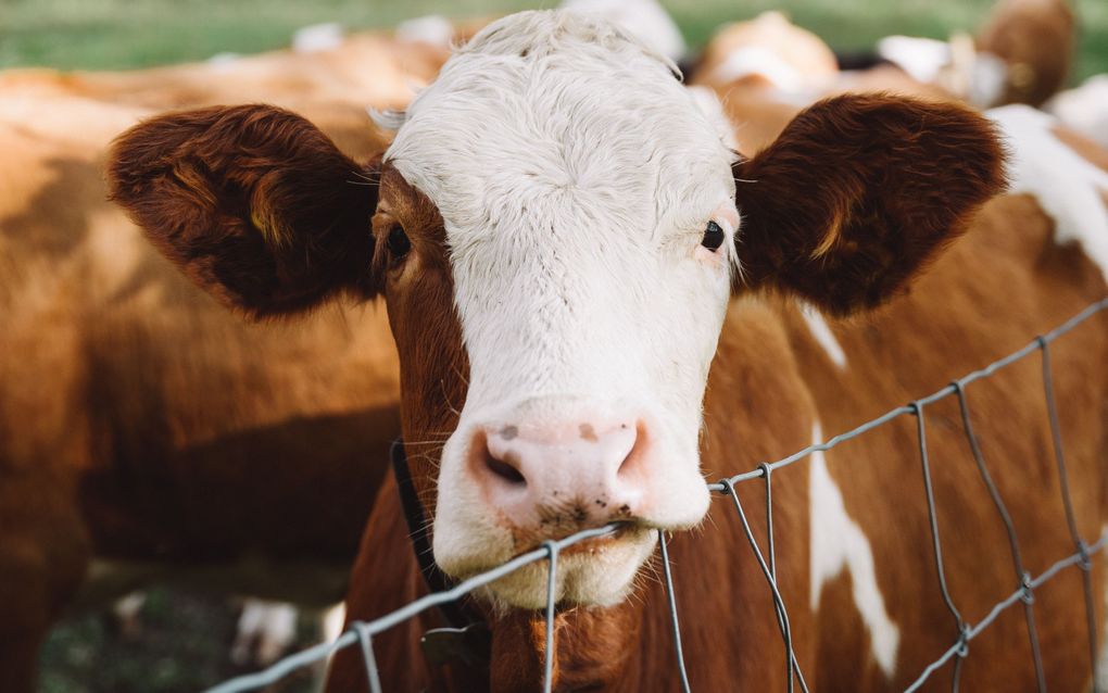 In totaal vulden bijna duizend rundvee-, varkens-, pluimvee- en overige veehouders de enquête in. beeld Pexels