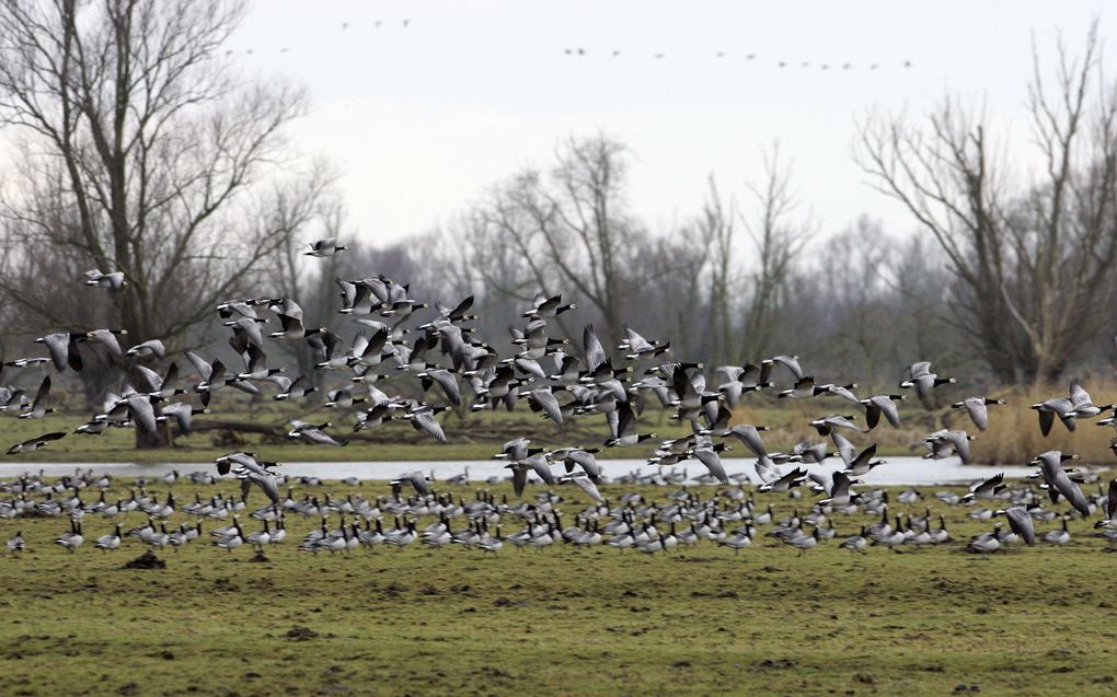 Een commissie gaat evalueren hoe het beheer van grote grazers in de Oostvaardersplassen is uitgevoerd. Foto ANP