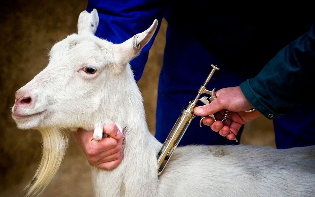 Er is nog geen zicht op versoepeling van de aanpak tegen Q-koorts. Foto ANP