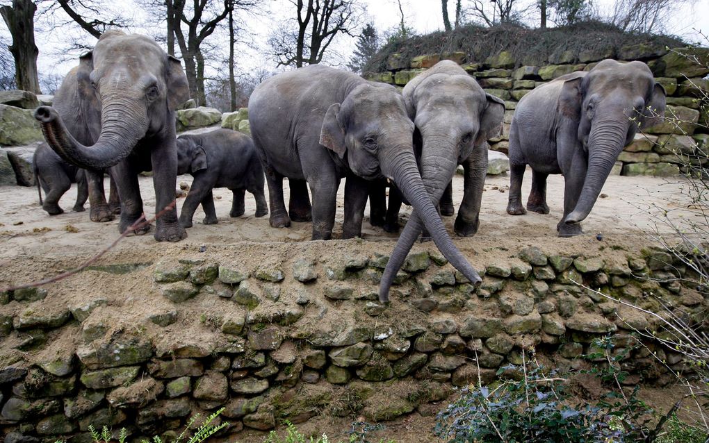 Olifanten in Dierenpark Emmen. Foto ANP