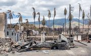 Verbrande palmbomen en vernietigde auto’s na de recente bosbranden in Lahaina, op het Hawaïaanse eiland Maui. Het achterhalen van de identiteit van de ruim honderd slachtoffers van de brand is in volle gang. beeld AFP, Moses Slovatizki