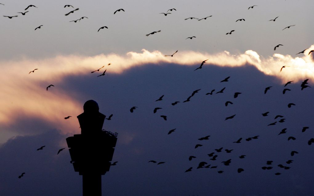 Ruim zeven aanvaringen met vogels per 10.000 vliegbewegingen in 2009. Foto ANP