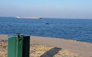 De Bultrug in de Oosterschelde. beeld Stichting SOS Dolfijn