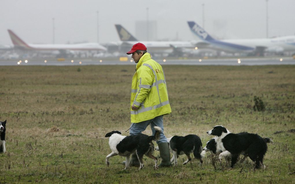 Vogelwachter Ron Snoeck wandelt met zijn border collies op het grasland tussen de start- en landingsbanen van Schiphol. Foto ANP