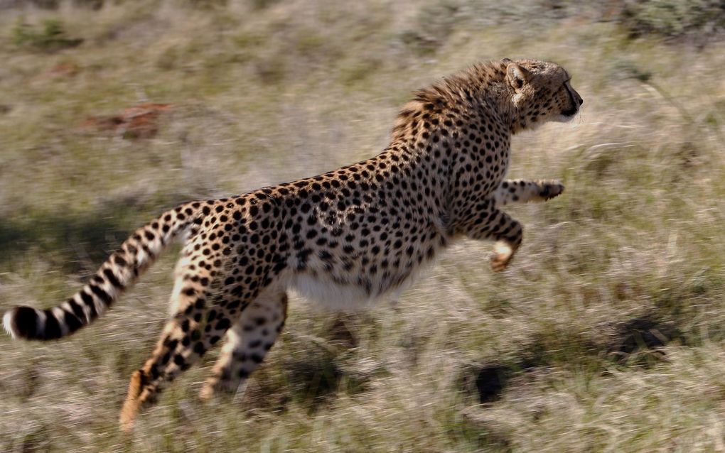 Cheetah. Foto EPA