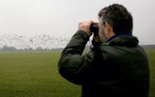 OLST â€“ Boswachter Wil Gerritse van Staatsbosbeheer wordt nog niet ongerust als hij Ã©Ã©n dode vogel vindt. „Juist in deze tijd, aan het einde van de winter, vallen de zwakkere beesten uit. Maar als ik een groepje vogels zie liggen, sla ik alarm.” Foto R