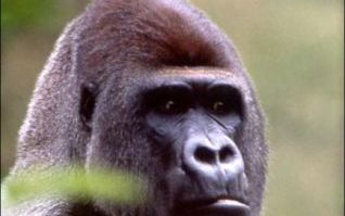 APELDOORN: Wie Apenheul zei, zei Bongo. De afgelopen dertig jaar vergaapten meer dan tien miljoen Nederlanders zich aan de imposante baas van de gorillas in Apeldoorn. Maar de 200 kilo zware zilverrug is niet meer. Bongo overleed, na een ziekte van nog ge