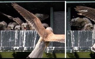 Torenvalk met jongen. Foto’s RD, Henk Visscher