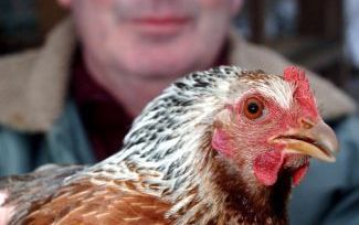 PARIJS - Op een Franse pluimveehouderij is voor het eerst het H5N1-virus aangetroffen. Foto EPA