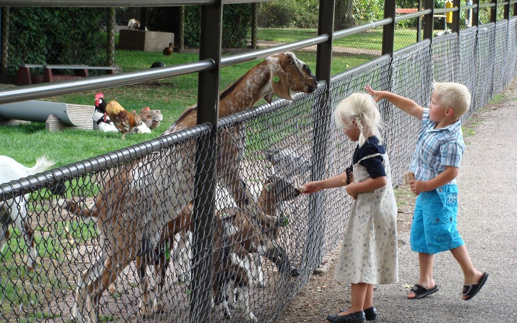 ALBLASSERDAM – Kinderen voerden dinsdag geiten bij de kinderboerderij in Alblasserdam, die in september officieel opengaat. Foto André Bijl