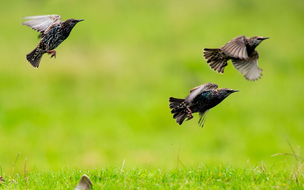 Spreeuwen in de Oostvaardersplassen'. beeld ANP