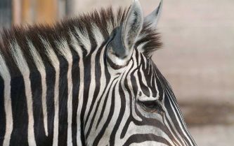 EMMEN - Compleet met een nepfoto probeerde het Noorderdierenpark in Emmen gisteren, 1 april, mensen in de maling te nemen. De dierentuin maakte melding van de geboorte van een geblokt zebrapaardje. - Foto ANP