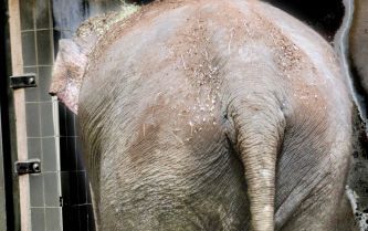 AMSTERDAM â€“ In de Amsterdamse dierentuin Artis is dinsdagavond olifant Thong Tai bevallen van een dochter. Het is de eerste keer dat in deze dierentuin een olifant is geboren. Voor de naam van het 100 kilo zware dier heeft Artis een prijsvraag uitgeschr