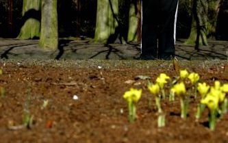 LISSE - Door de aanhoudende nachtvorst bloeien er in het 32 hectare grote Keukenhof nog maar op enkele plaatsen krokussen en winteraconieten. Foto ANP