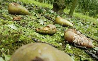 EIJSDEN - De schade voor de fruittelers in Zuid-Limburg, zoals hier bij een teler in Eijsden, is groot na overvloedige regen en hagelbuien. Ruim de helft van de fruitoogst is in de afgelopen maanden verloren gegaan. Veel fruittelers zijn niet of nauwelijk