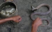 „Grote ronde platte dozen werden tevoorschijn gehaald. Daar kropen tot mijn schrik sissende cobra’s uit.” Foto EPA