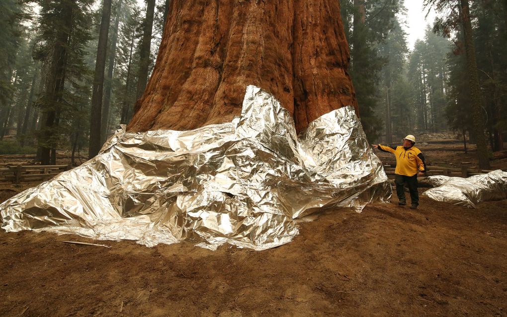 General Sherman, een mammoetboom, netjes ingepakt tegen het oprukkende vuur. beeld AFP, Gary Kazanjian