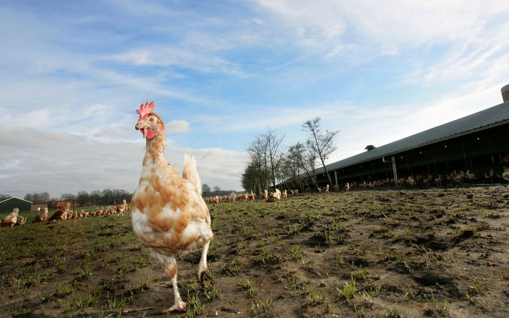 Vogeltje heeft griep. Foto ANP