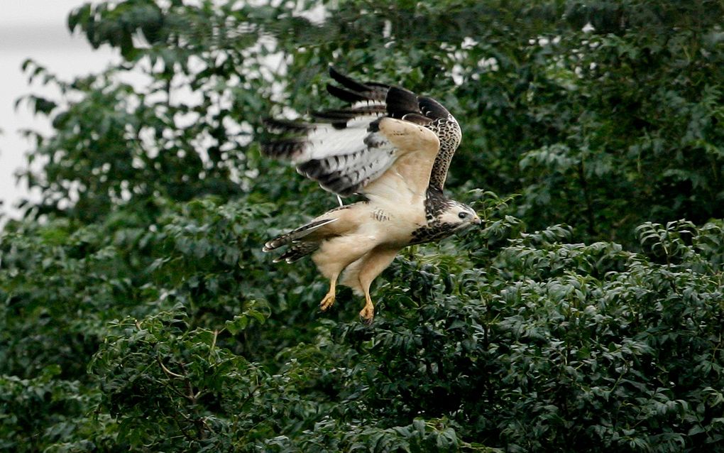 Een buizerd. beeld ANP