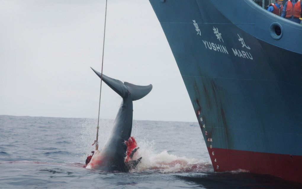 Japanse walvisvaarder in actie. Foto EPA