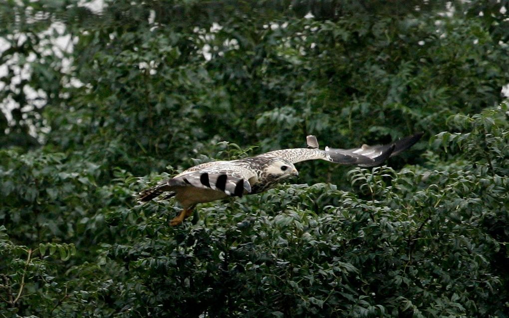 Buizerd. Foto ANP