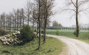 ’s GRAVENPOLDER â€“ De Zeeuwse schaapskudde op een bloemdijk in de buurt van ’s Gravenpolder, in de Zak van Zuid Beveland. De Zeeuwse Milieu Federatie wil de beeldbepalende functie van de kudde en van veel andere landschapselementen versterken. Foto RD