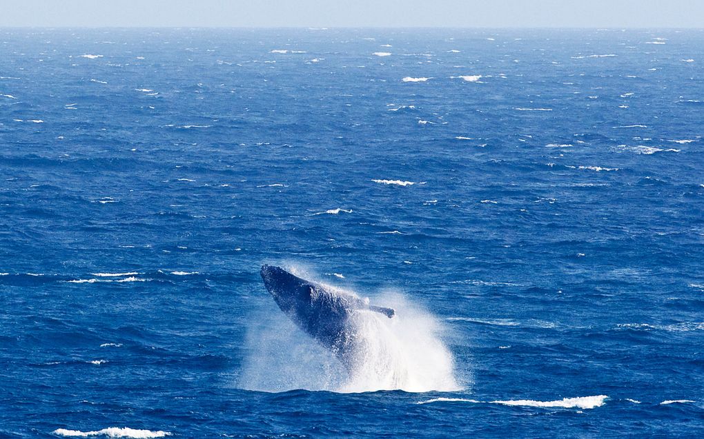 Een Bultrug in de Indische oceaan. Foto ANP