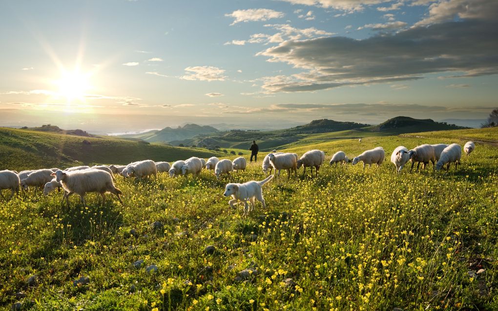 „Het model van christelijk leiderschap is dat van de Goede Herder Die voor Zijn schapen sterft, Die hen niet verlaat wanneer de situatie gevaarlijk wordt.” Foto Fotolia