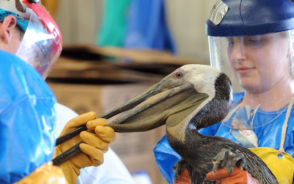 Een pelikaan wordt ontdaan van olie. Foto EPA