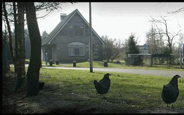 SCHERPENZEEL - Bij de kinderboerderij van vakantiepark Klein Ruwinkel in Scherpenzeel scharrelen kippen. Een stukje verderop vond een ruiming plaats. - Foto RD, Henk Visscher