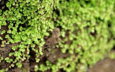 <center>Slaapkamergeluk</center><br>In Nederland komen door verandering van het klimaat steeds meer nieuwe soorten planten voor.