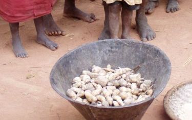 „De regio Chipindo in Angola is op weg naar zelfvoorzienendheid, maar onregelmatige regenval gooit roet in het eten. De maÃ¯soogst is mislukt, waardoor er nu nauwelijks maÃ¯s voorhanden is, terwijl dit een essentieel voedingsmiddel is in deze regio.” Foto