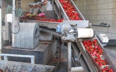 In groentefabriek El Navarrico staan zo’n twintig dames in witte jassen en met witte petten op eensgezind achter de lopende band om een nieuwe voorraad rode pepers te verwerken. Foto RD