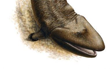 CAMBRIDGE â€“ Evolutionistische wetenschappers zijn blij met de vondst van de ”Tiktaalik”, die een overgangsvorm zou zijn tussen vis en landdier. - Foto Nature